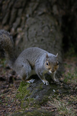 Naklejka premium Squirrel at the Foot of a Tree