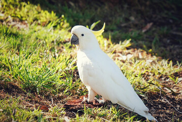 white cockatoo parrot