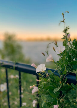 Field Bindweed vining at sunset on a black metal fence