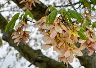 Maple seeds on a tree in the spring as leaves begin to grow