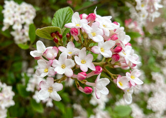 Bodnant Viburnum with a profusion of flowers in the home landscape