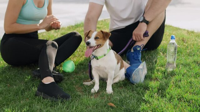 A young couple of a girl and a guy spend leisure outdoors in a park area of the city, sit on the grass with pet Jack Russell Terrier. A lady holds chocolate candies in hand and eats. A dog on a leash
