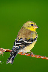 Close up of an adult breeding  female American Goldfinch with green background.