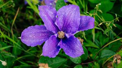 Bright purple clematis flower close-up. 