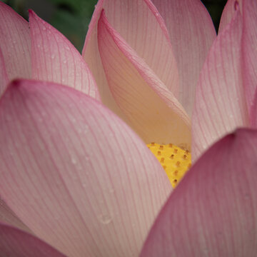 background with close up of pink lotus flower