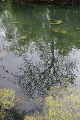 reflections in the water