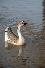 A Chinese Goose swimming in Sikes Lake in Texas