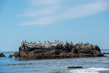 Fototapeta na wymiar A flock of Double-crested Cormorants rest and relax on Bird Rock.in the Pacific Ocean in California