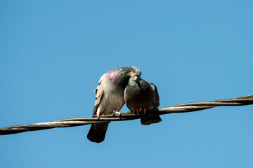 A pair of Rock Pigeons canoodling on a wire in California