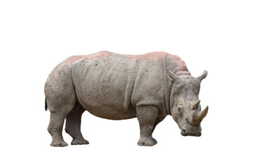 Dirty muddy White Rhinoceros isolated cutout on transparent