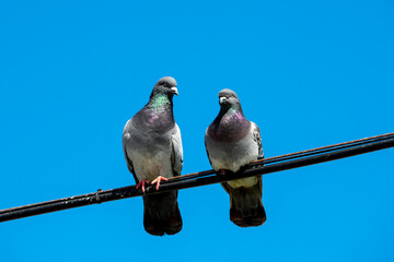 A pair of Rock Pigeons on a wire with blue sky in California