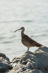 A Whimbrel standing on a rock on the Pacific Ocean in California