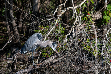 Great Blue Heron  hunting for food in the Florida everglades.