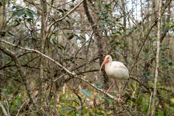 Adult White Ibis perched on tree branch in the Florida Everglades