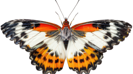 A beautiful butterfly isolated on transparent background