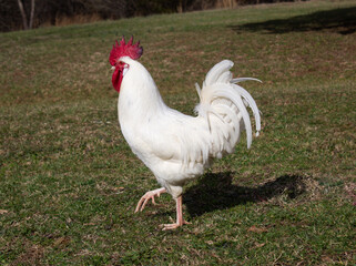 rooster on the farm