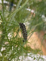 Caterpillar on leaf