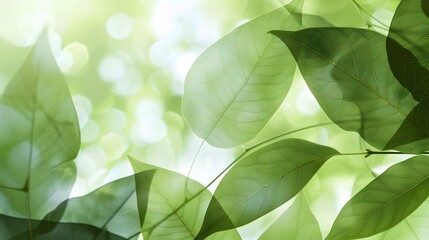 Green leaves background. Natural transparent green leaves plants using as spring background cover page environment ecology or greenery wallpaper
