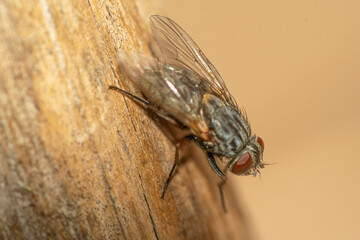 Common fly perched on a wood stake