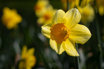 Yellow Daffodil Blossom