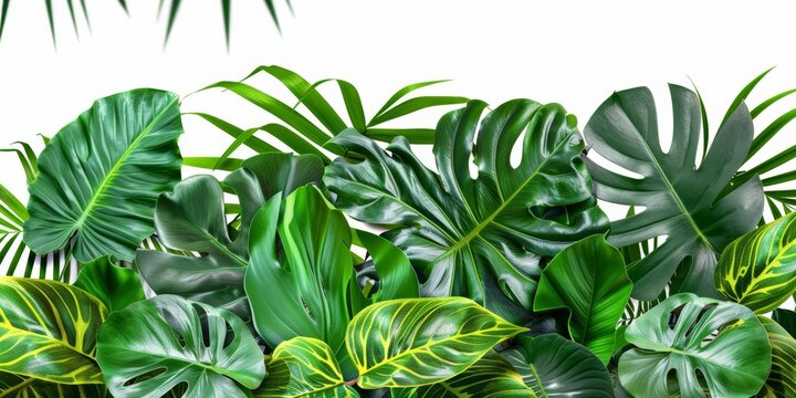 A variety of lush green tropical leaves on a white backdrop.