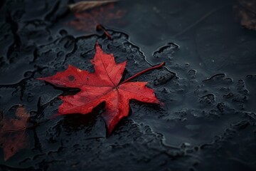 A vibrant red maple leaf on a wet surface in autumn.