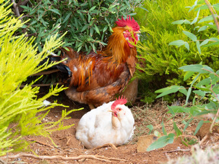 Chicken and rooster at the nest. 