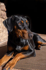 Black and red Doberman Pinscher laying on a carpet on a patio floor