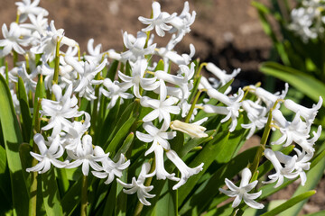 White hyacinths in the garden. Beautiful background blur, selective focus.