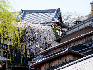 京都の二寧坂に咲く枝垂れ桜