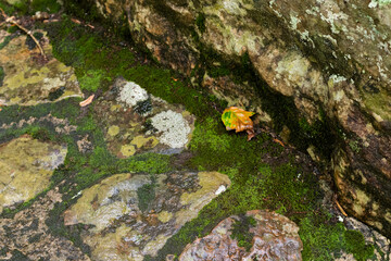 frog on the stone
