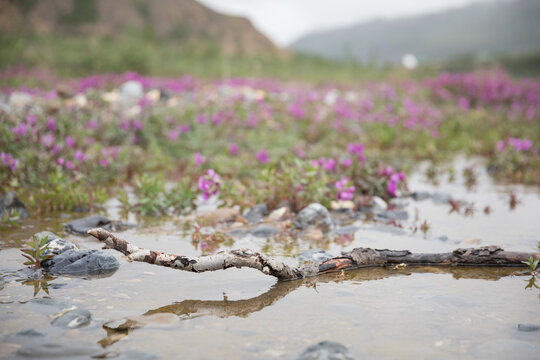 Tranquil Riverbank Blooms in Denali