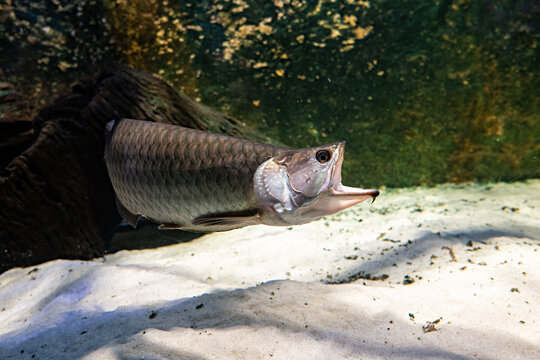 Northern Barramundi fish adult under the surface.