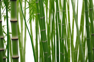 Green Bamboo forest close up upon a white background, Generative AI