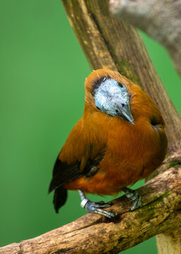 Capuchinbird (Perissocephalus tricolor) in South America