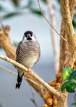 Bronze Mannikin (Spermestes cucullata) in Sub-Saharan Africa