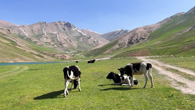 Lake Bolshoy Arashan is located at an altitude of 2770 m . Cows graze on the background of mountains near a mountain lake in Uzbekistan. Namangan region. Moraine lake. Angren Plateau, Tien Shan. 4K