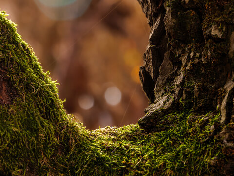 A brown tree branch covered in green moss, in the scorching heat of a hot summer heatwave weather. In the background, nature is blurred.