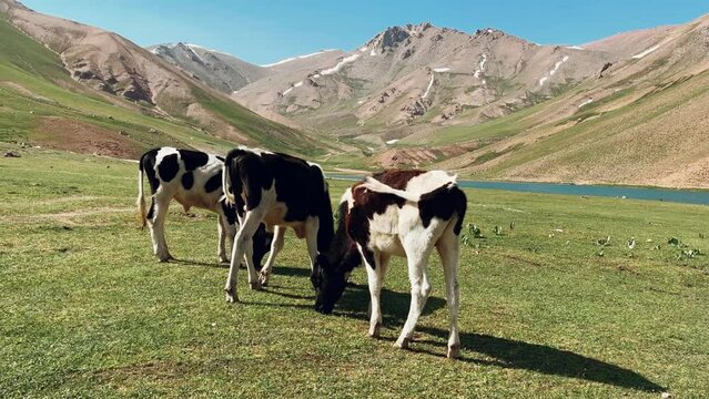 Lake Bolshoy Arashan is located at an altitude of 2770 m . Cows graze on the background of mountains near a mountain lake in Uzbekistan. Namangan region. Moraine lake. Angren Plateau, Tien Shan. 4K