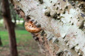 The exoskeleton of a dead bug on the Anigic Tree also known as the Floss silk that are found throughout the Savannas or Cerrados of Brazil