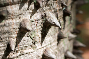 Close up of The usual bark of the Anigic Tree also known as the Floss silk that are found throughout the Savannas or Cerrados of Brazil