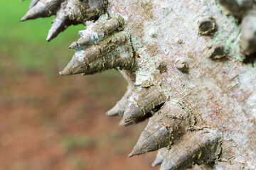 Close up of The usual bark of the Anigic Tree also known as the Floss silk that are found throughout the Savannas or Cerrados of Brazil