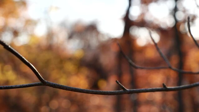 Slow motion panning shot of leafless branches with a fall orange and yellow forest background.