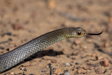 Australian Swamp snake flickering it's tongue