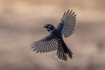 Australian Grey Fantail in flight