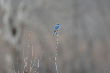 Eastern Blue Birds