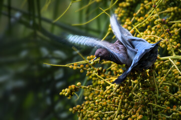 Dove taking flight. Blurred motion  shot of a Picazuro pigeon (Patagioenas picazuro). 