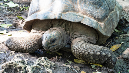 Giant tortoise Aldabra turlte Zanzibar Prison Island Changuu