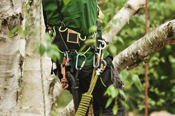 Man climber on a tree to trim branches
