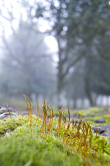 green moss on the ground, Ortakis Forest, Bolotana. Sardinia. Italy
